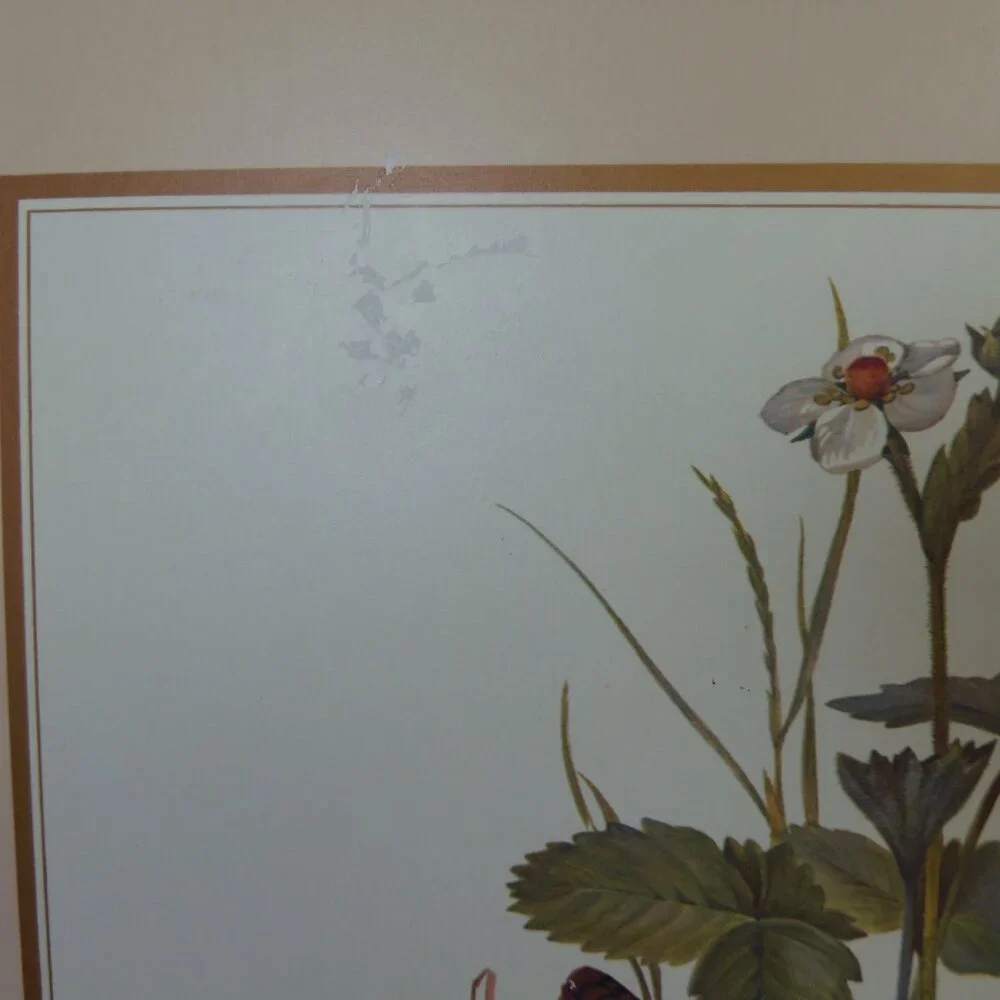 Vintage‎ Placemat Place boards Bird Pictures Set -4 Table Settings Cottage Core
